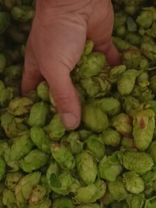 houblon frais